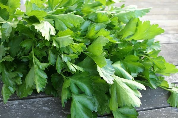 فروش گشنیز تازه + قیمت خرید به صرفه